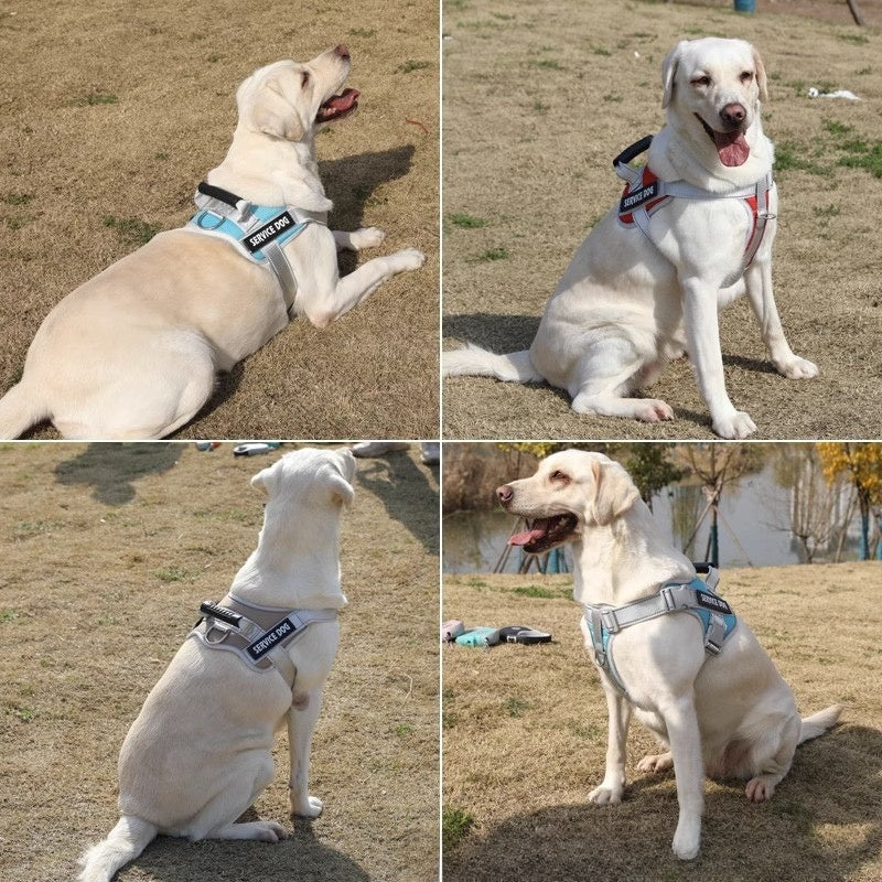 Dog leash - retractable walking rope