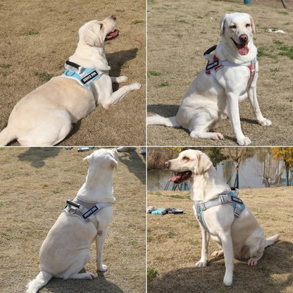 Dog leash - retractable walking rope